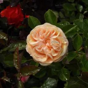 Timeless Cream Rose (Rosa Timeless Cream) 1